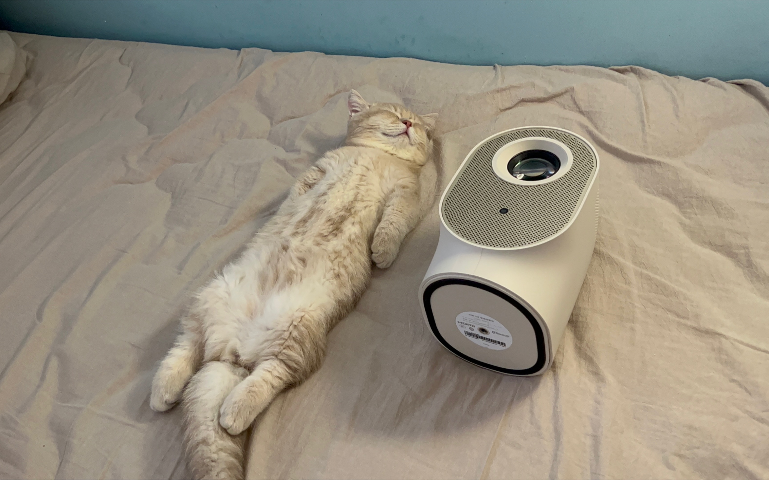 小猫体验一百种职业之投影仪体验官