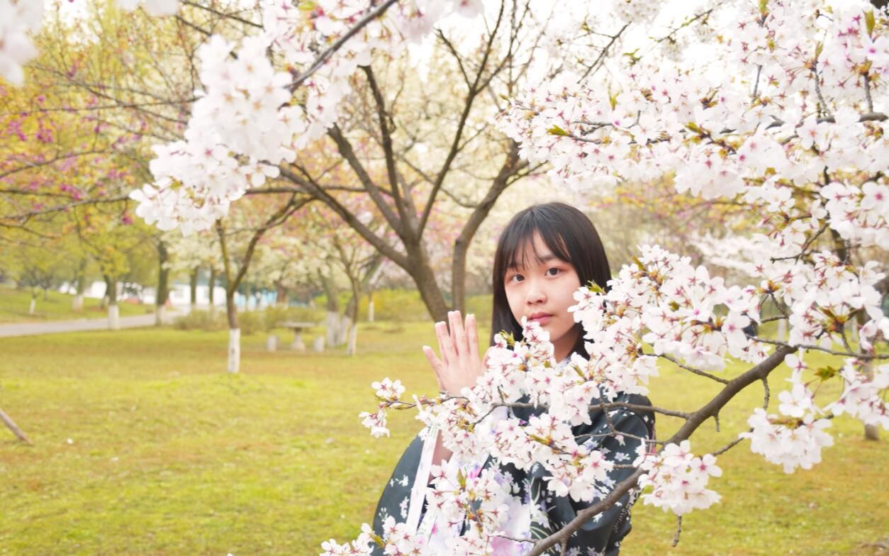 【尹尚轩】樱花树下的极乐净土 ♥ 我来投稿了♥