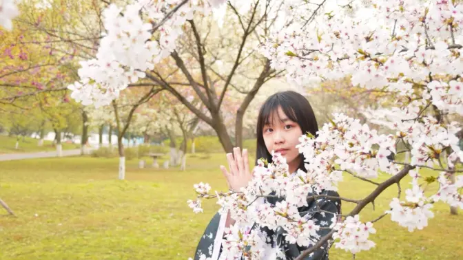 【尹尚轩】樱花树下的极乐净土 ♥  我来投稿了♥